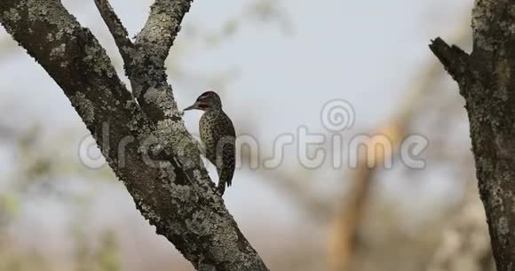 努比亚啄木鸟撞上树干视频的预览图