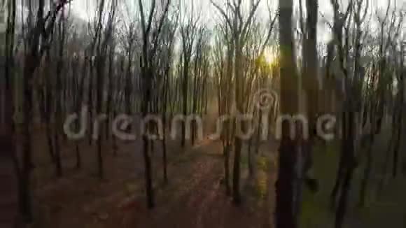 FPV无人驾驶飞机在日落时分快速穿越秋林视频的预览图