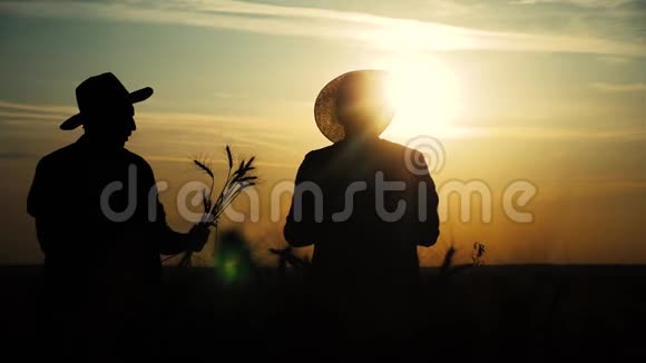 农业耕作两个农民团队在日落时在一上剪影红脖子在日落时检查小麦作物男性农民视频的预览图