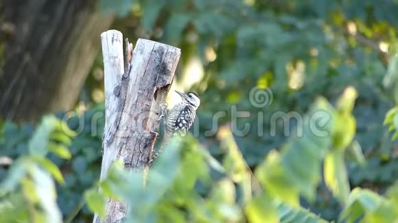 中斑点啄木鸟在筑巢视频的预览图