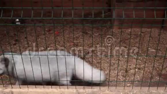 北极狐在笼子里保护动物视频的预览图