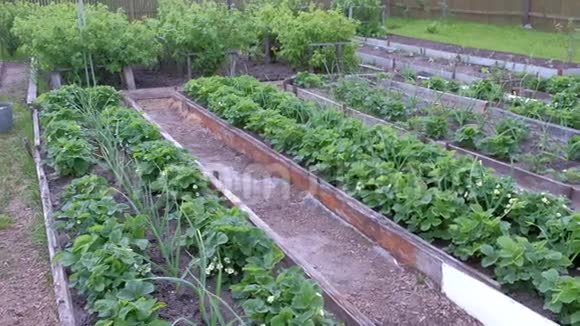 农场宅基地有花园床种植洋葱草莓和浆果灌木视频的预览图