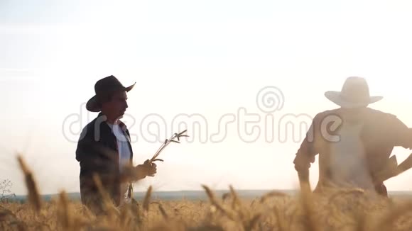 两名农民在日落时分在一片田里合作研究小麦作物戴帽子格子衬衫的男农视频的预览图