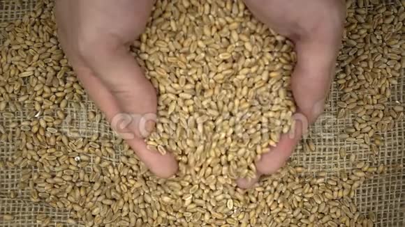 农夫他的手慢慢地从一堆麦粒中抓起麦粒视频的预览图