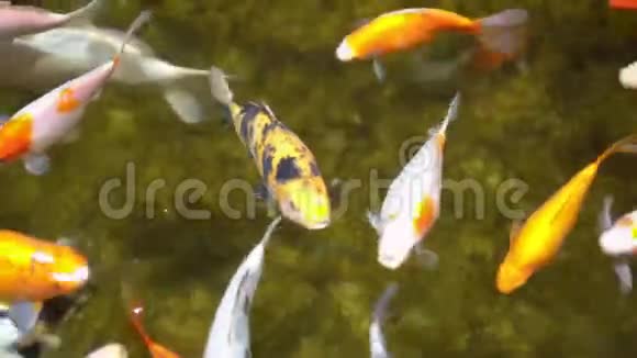五颜六色的异国鱼类在动物园水族馆游泳万向顶视图特写视频的预览图