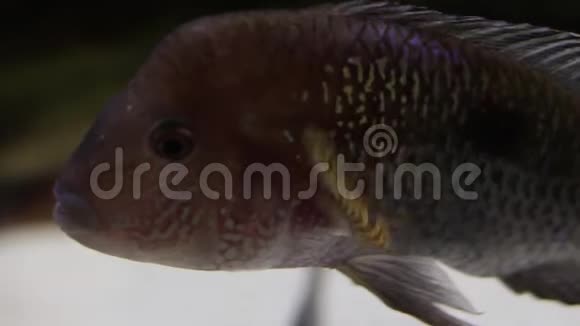 大型特写鱼在海底的焦点与海洋生物的模糊背景大眼睛和嘴唇的鱼视频的预览图