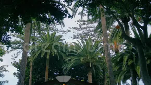 棕榈树对称定位热带景观环境保护视频的预览图