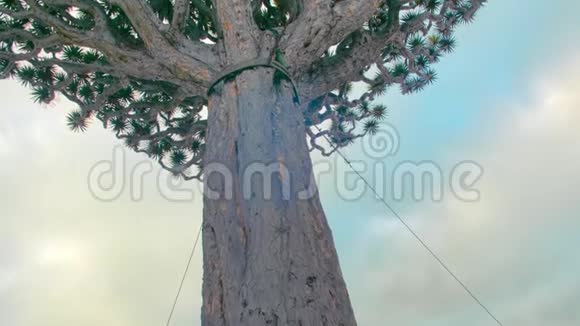 著名的1000年老龙树在伊科德德洛斯维诺斯特内里夫金丝雀视频的预览图