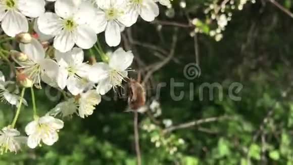 一种用尖喙修补昆虫从樱花中采集花蜜视频的预览图