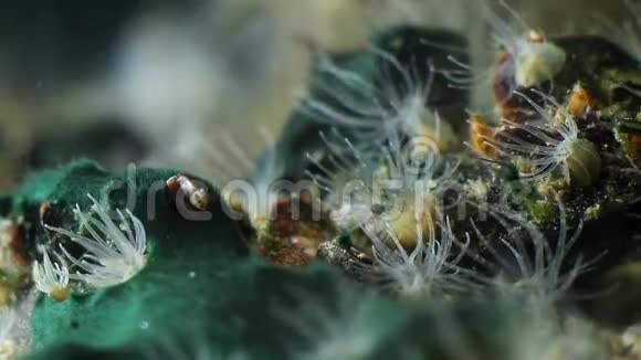 一组最终的海洋食肉动物放线菌可能是Diadumenelineata成年健康的息肉移动其触角视频的预览图