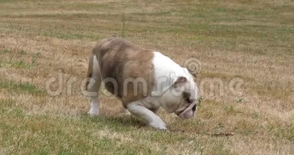 英国斗牛犬草坪上行走的女性诺曼底慢动作视频的预览图