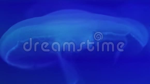 透明蓝色水母游泳蓝色背景的特写复制空间背景视频的预览图