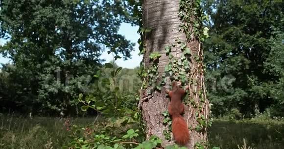 红松鼠粗枝大叶成年爬树干法国诺曼底慢动作视频的预览图