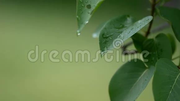 4KUHD在绿叶上的水滴镜头视频的预览图