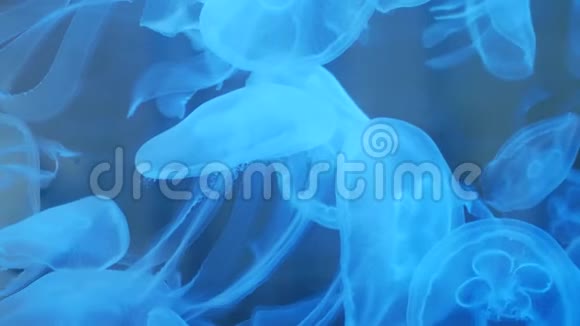 水母在水族馆里游泳科学与自然视频的预览图