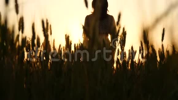 镜头缓缓升起在金色麦穗之间那个女孩在日落时站在阳光下举手视频的预览图