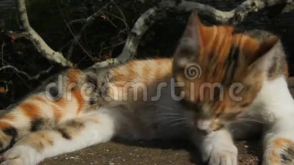 猫舔它的羽毛猫清理它的羽毛猫躺在阳光下街上的小巷猫关门视频的预览图