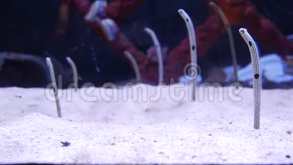 沙鱼像蛇从属视频的预览图