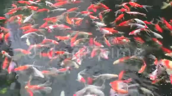 一个池塘里有很多金鱼过着自己的生活视频的预览图