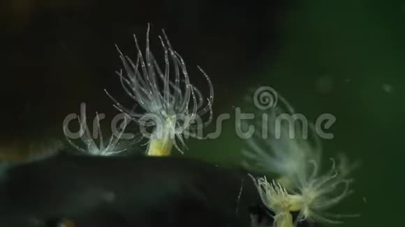 成年健康的食肉动物海葵可能会在水中捕食浮游生物它们的触角也会移动视频的预览图