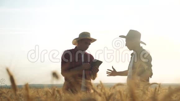 两名农民在日落时分在一片田里合作研究小麦作物男性农民研究用数字平板电脑视频的预览图