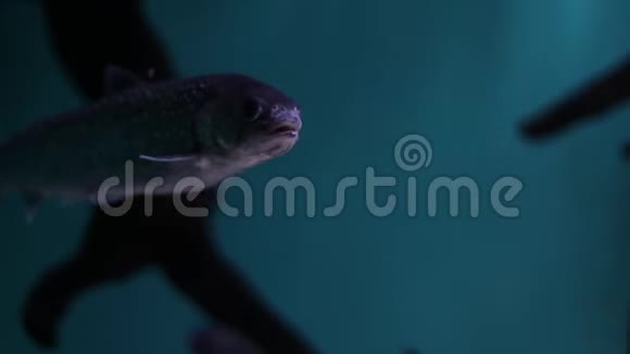 灰色的小鱼游到位张开嘴模糊的深色背景复制空间视频的预览图