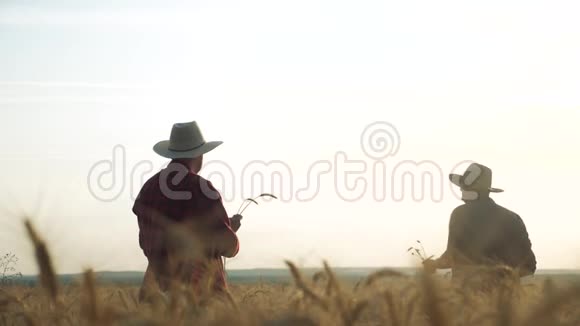 农业耕作剪影两个农民男子团队红脖子在一个田野检查小麦作物在日落男性农民视频的预览图