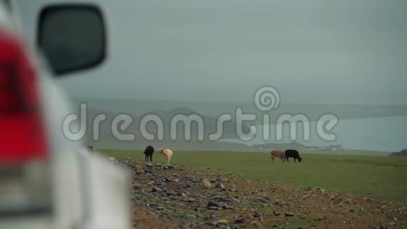 一群牛在蒙古湖上的山区吃草视频的预览图
