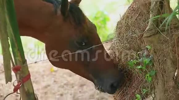 一匹棕色的马用网袋吃干草视频的预览图