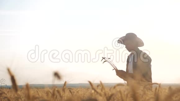 日落时分农民红脖子在田里检查小麦作物戴着帽子格子衬衫的男农民剪影在工作视频的预览图