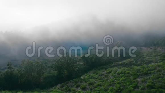 自然保护区山坡上的云雾山毛榉林视频的预览图