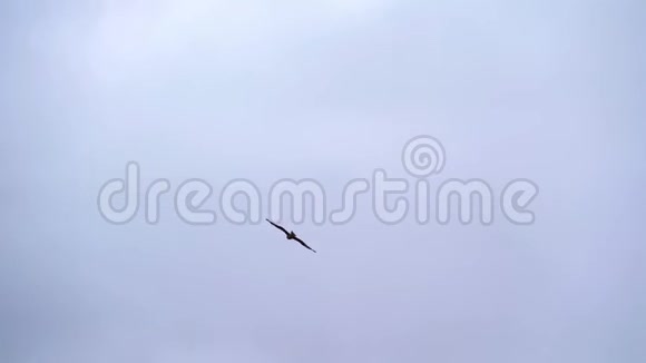 蒙古山脉上空的鸟飞视频的预览图