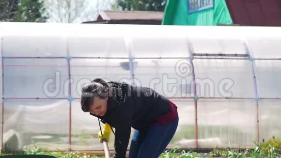年轻女子挖土种土豆视频的预览图