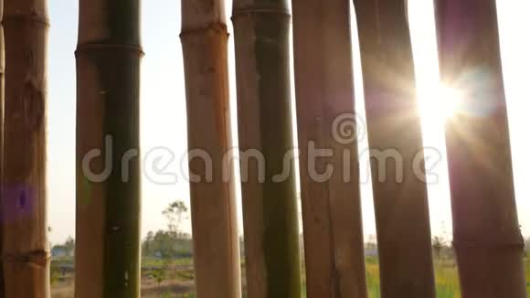 阳光透过竹篱笆视频的预览图