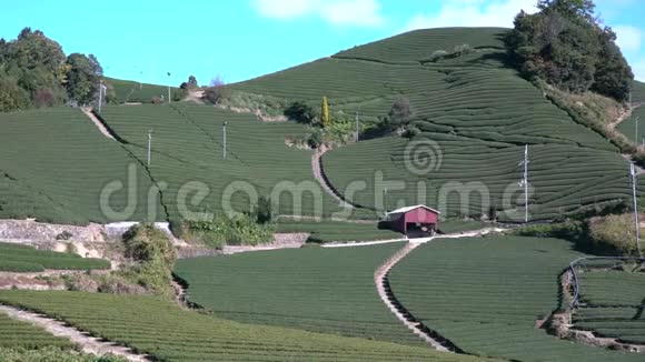 京都乌吉瓦祖卡伊希德拉美丽的茶田全景视频的预览图