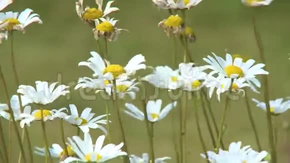 一群白色和黄色的雏菊视频的预览图