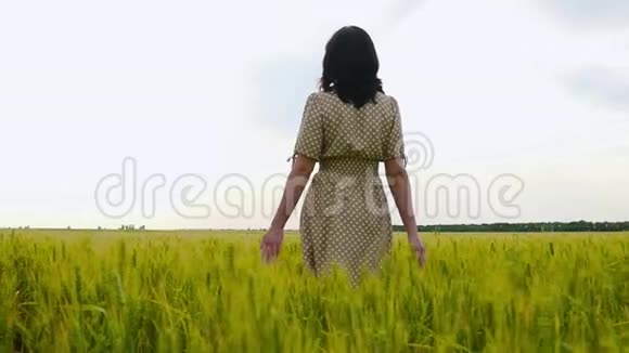 穿着连衣裙的布鲁内特女孩走在田野上摸着麦穗视频的预览图