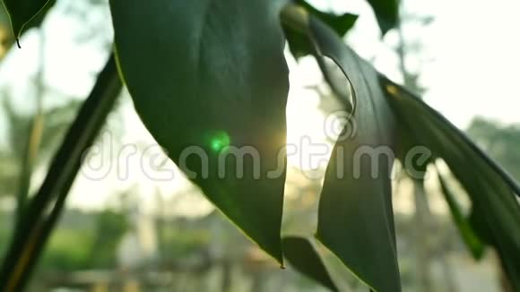 绿叶树在阳光下移动视频的预览图