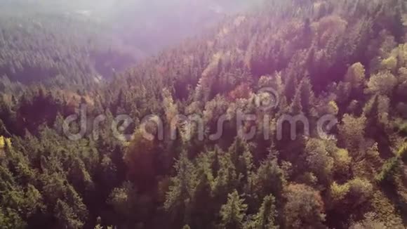 鸟瞰美丽的绿色森林和黄色云杉林空中射击秋天的阳光日视频的预览图