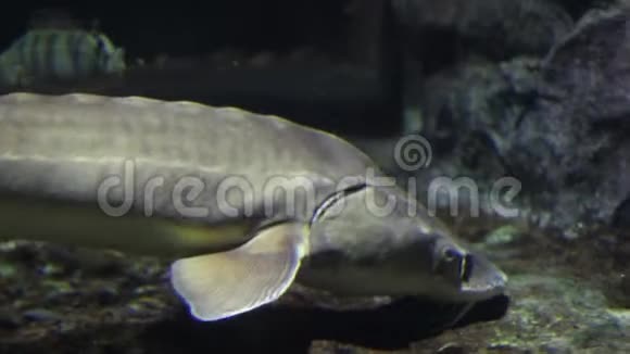 一条大头灰色的大鱼游过海底寻找食物吃水下的鱼重点特写视频的预览图