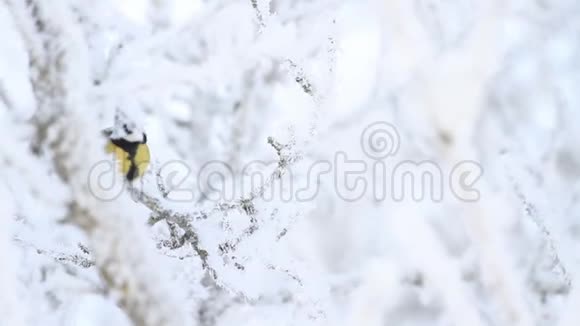 鸟坐在雪白的树枝上视频的预览图