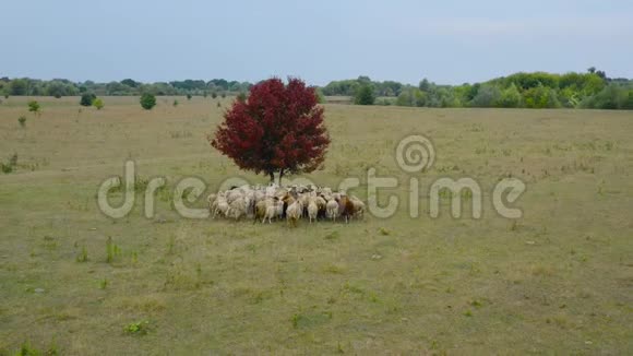 一群羊跟在后面在牧场上奔跑框架中央有红色叶子的树空中飞行视频的预览图