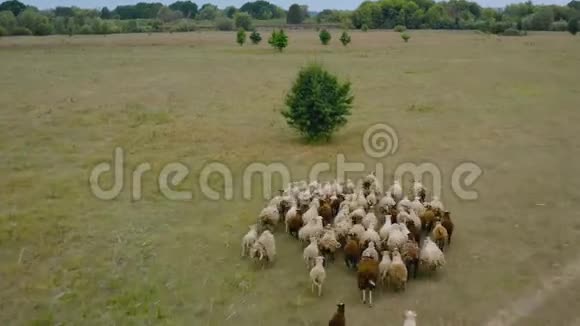 一群羊跟在后面在牧场上奔跑空中景观视频的预览图
