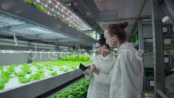 一群科学家利用现代技术在一个自动化的垂直农场监测健康蔬菜的生长视频的预览图