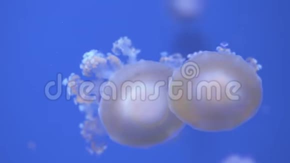 蘑菇帽水母视频的预览图