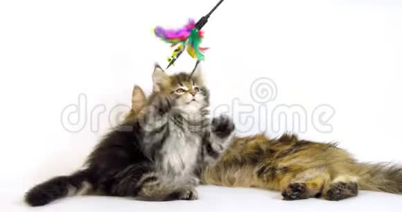 BrownTortieBlockedTabbyMaineCoon家庭猫女性和小猫打白底诺曼底在法国视频的预览图