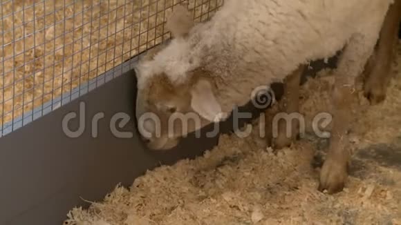 鸟笼中的羊视频的预览图