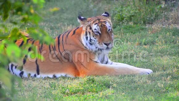 从灌木丛中偷偷地看到老虎躺在草地上狩猎后放松舔着腿视频的预览图