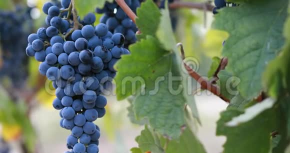 在微风中蓝色葡萄挂在葡萄园中视频的预览图