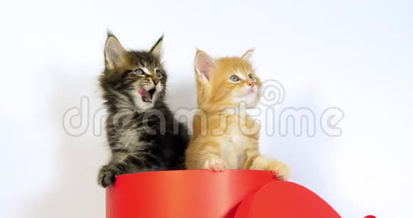 棕色斑点猫和奶油斑点猫缅因州浣熊家猫小猫站在一个盒子里舔着它的爪子对白巴视频的预览图